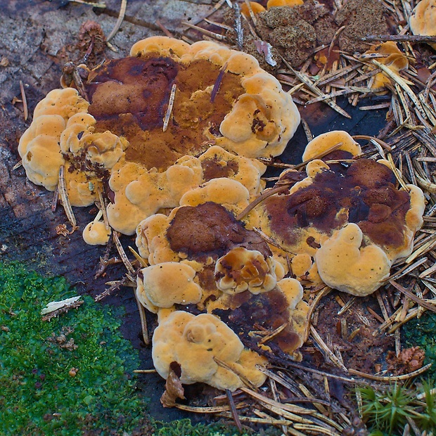 trámovka anízová Gloeophyllum odoratum (Wulfen) Imazeki