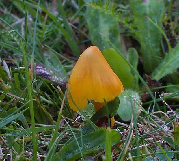 lúčnica hrotitá Hygrocybe acutoconica (Clem.) Singer