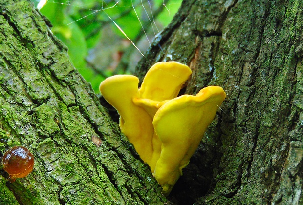 sírovec obyčajný Laetiporus sulphureus (Bull.) Murrill