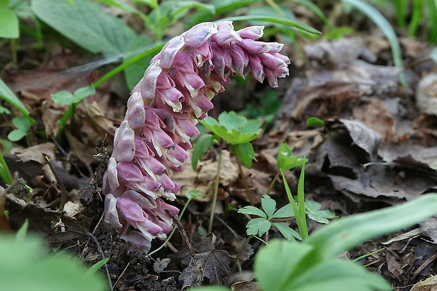 zubovník šupinatý Lathraea squamaria L.