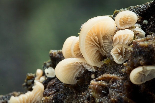 húževnatček Lentinellus sp.