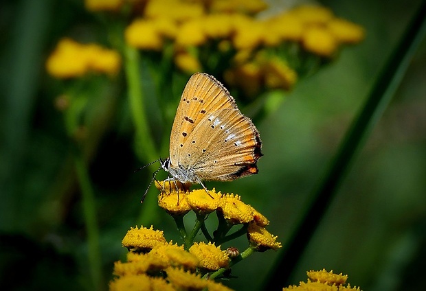 ohniváčik zlatobyľový (sk) / ohniváček celíkový (cz) Lycaena virgaureae (Linnaeus, 1758)