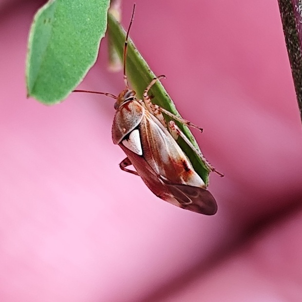 bzdoška  Lygus pratensis