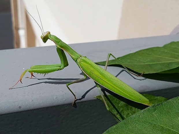 modlivka zelená Mantis religiosa