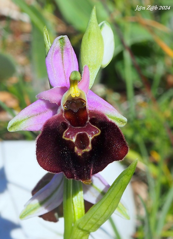 hmyzovník Ophrys argolica subsp. biscutella (O. Danesch &amp; E. Danesch) Kreutz