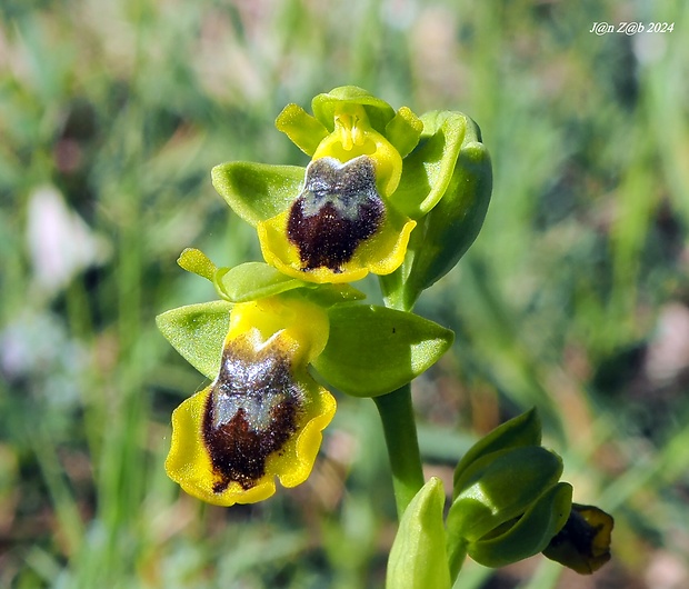 hmyzovník Ophrys lutea subsp. galilaea