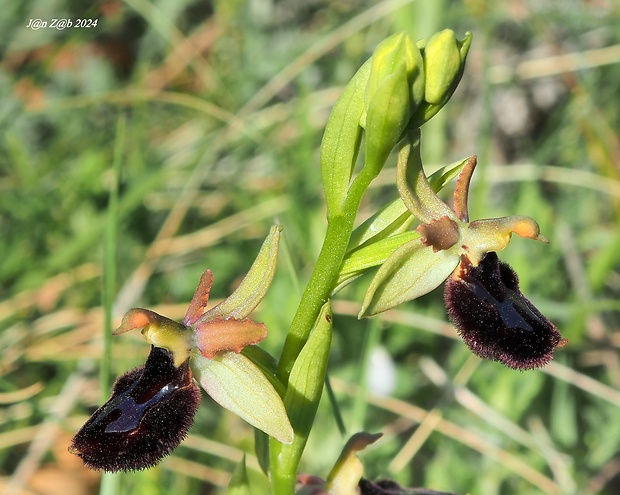 hmyzovník Ophrys passionis x Ophrys bertoloniformis