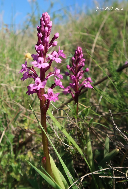 vstavač Orchis quadripunctata Cirillo ex Ten.