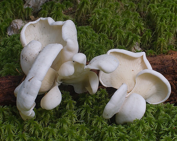 hlivuľa uškatá Pleurocybella porrigens (Pers.) Singer