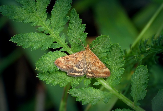 vijačka stepná (sk) / zavíječ (cz) Pyrausta despicata (Scopoli, 1763)