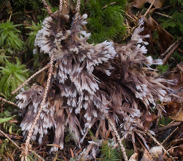 plesňovka belavohnedá Thelephora penicillata (Pers.) Fr.