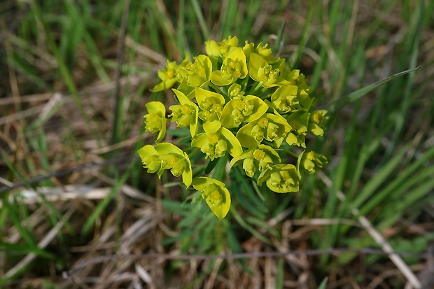 mliečnik Tithymalus sp.