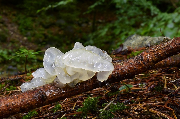 rôsolovka zlatožltá Tremella mesenterica Retz.