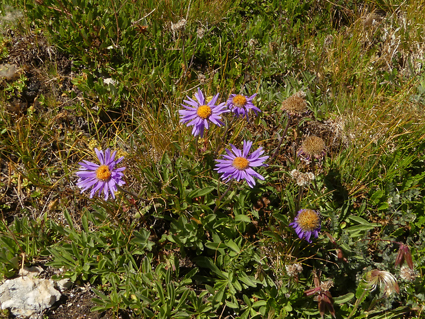 astra alpínska Aster alpinus L.