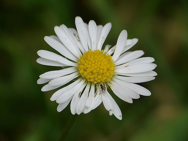 sedmokráska obyčajná Bellis perennis L.