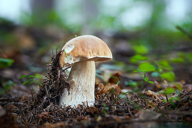 hríb smrekový Boletus edulis Bull.