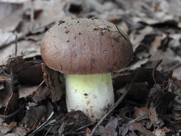 hríb príveskatý Butyriboletus appendiculatus (Schaeff. ex Fr.) Secr.