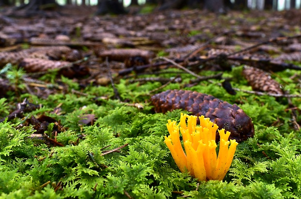 parôžkovec lepkavý Calocera viscosa (Pers.) Fr.