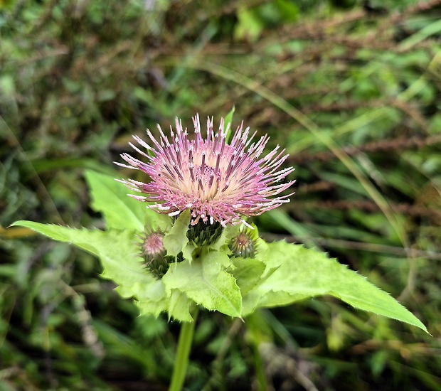 pichliač hybridný Cirsium x hybridum DC.