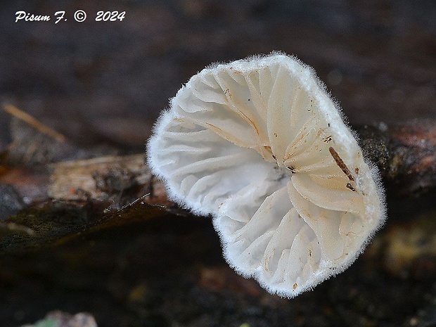 pahliva Crepidotus sp.