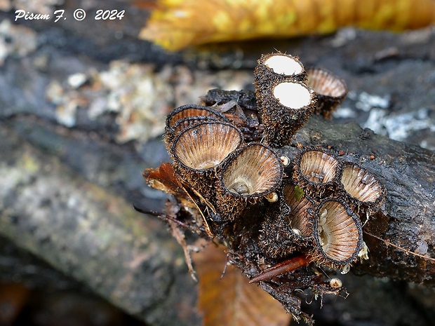 čiaškovec pásikavý Cyathus striatus (Huds.) Willd.