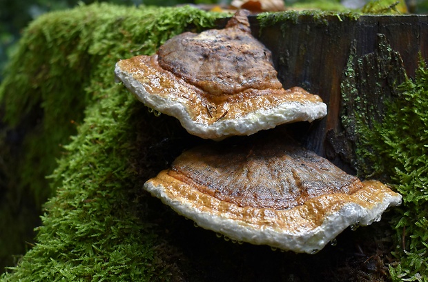 práchnovček pásikavý Fomitopsis pinicola (Sw.) P. Karst.