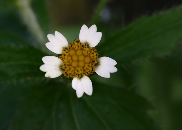 žltnica pŕhľavolistá Galinsoga urticifolia (Humb., Bonpl. et Kunth) Benth.