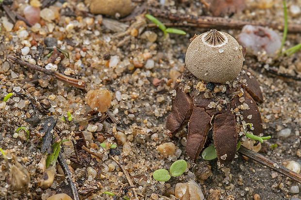 hviezdovka drsná Geastrum campestre Morgan