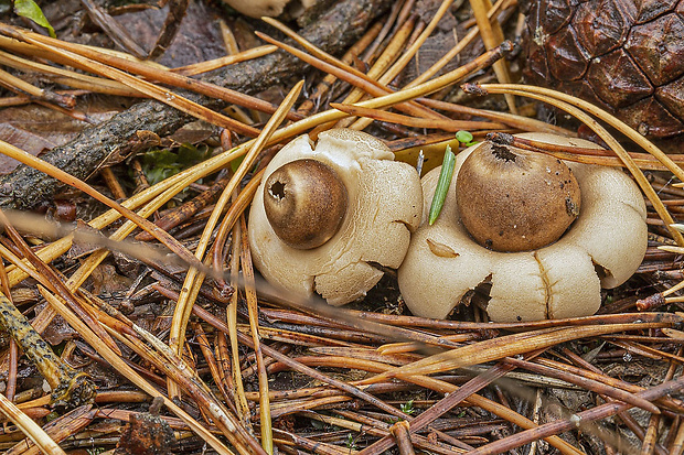 hviezdovka strapkatá Geastrum fimbriatum Fr.