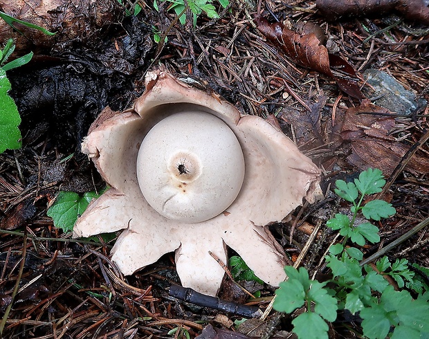 hviezdovka trojitá Geastrum triplex Jungh.