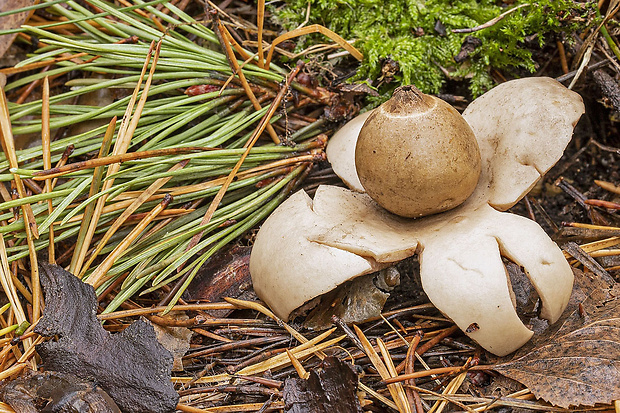 hviezdovka trojitá Geastrum triplex Jungh.