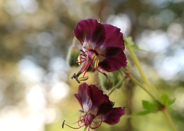 pakost hnedočervený Geranium phaeum L.