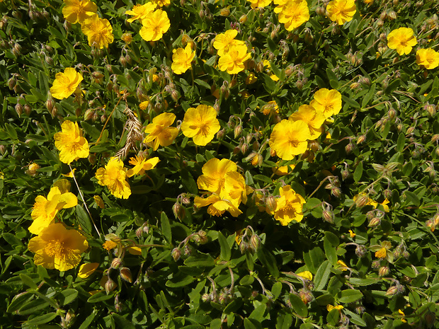 devätorník veľkokvetý pravý ? Helianthemum grandiflorum subsp. grandiflorum