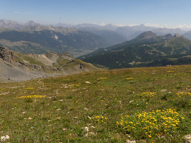 devätorník veľkokvetý pravý - biotop Helianthemum grandiflorum subsp. grandiflorum