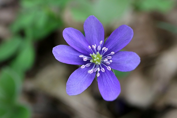 pečeňovník trojlaločný Hepatica nobilis Schreb.