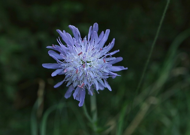 chrastavec roľný Knautia arvensis (L.) Coult.