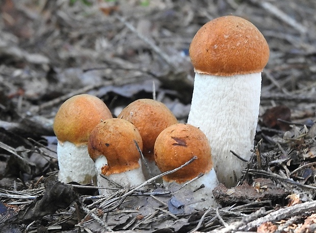 kozák osikový Leccinum albostipitatum den Bakker & Noordel.