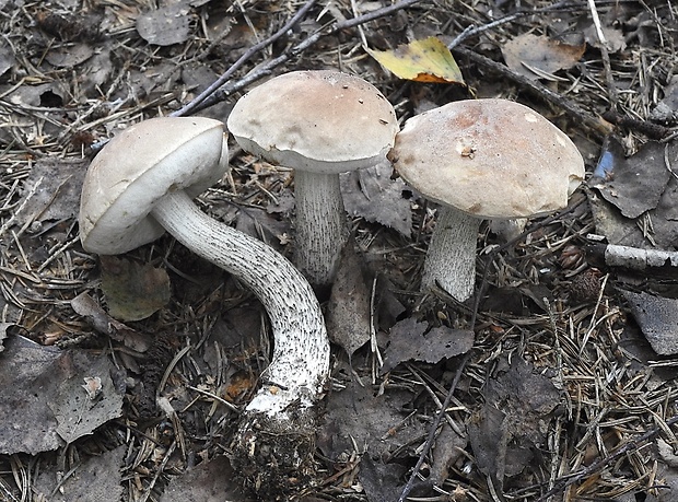 kozák sivohnedý Leccinum cyaneobasileucum Lannoy & Estadès