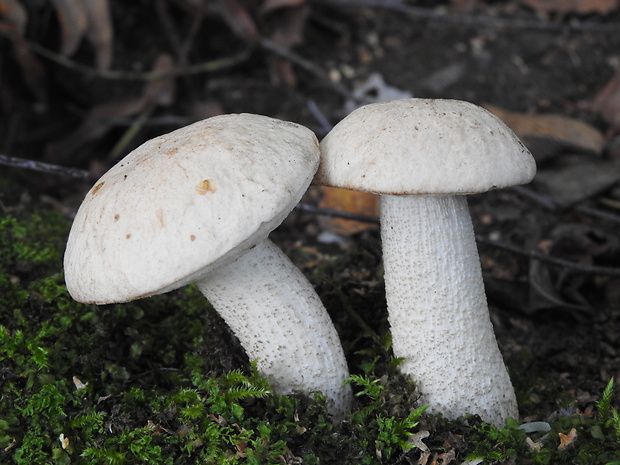 kozák biely Leccinum holopus (Rostk.) Watling