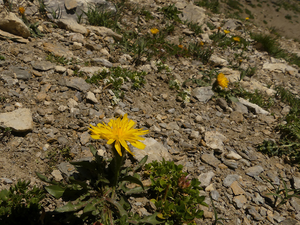 púpavec srstnatý Leontodon hispidus subsp. hyoseroides