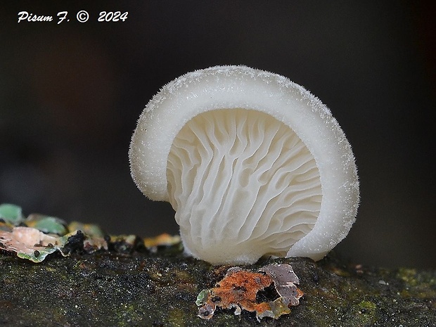 hliva buková Pleurotus pulmonarius (Fr.) Quél.