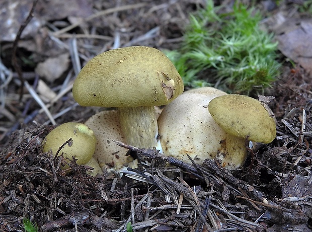 suchohríb cudzopasný Pseudoboletus parasiticus (Bull.) Šutara