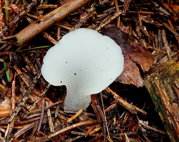 pajelenka želatínová Pseudohydnum gelatinosum (Scop.) P. Karst.