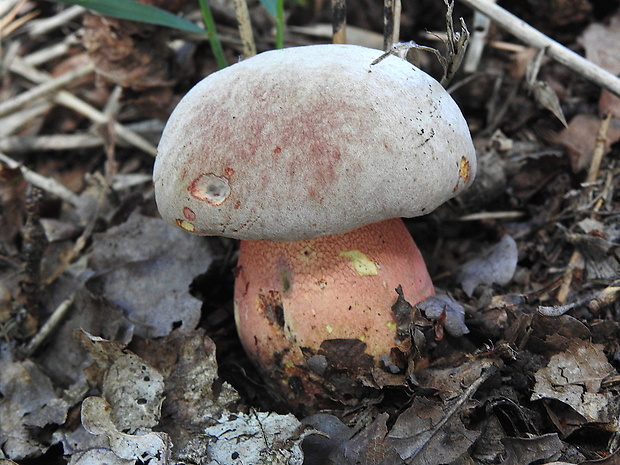 hríb Le Galovej Rubroboletus legaliae (Pilát & Dermek) Della Maggiora & Trassin.