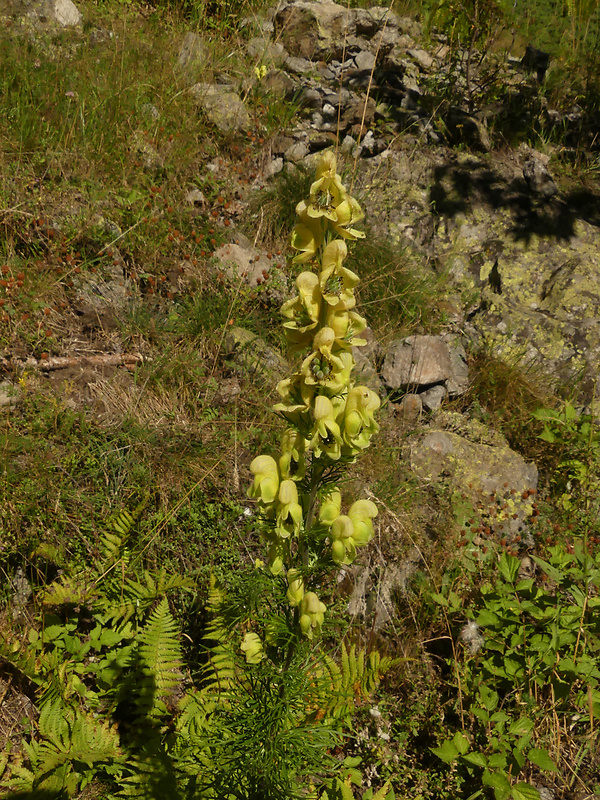 prilbica jedhojová Aconitum anthora L.