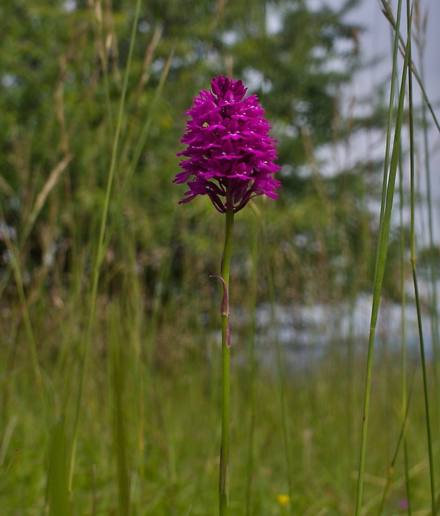 červenohlav ihlanovitý Anacamptis pyramidalis (L.) Rich