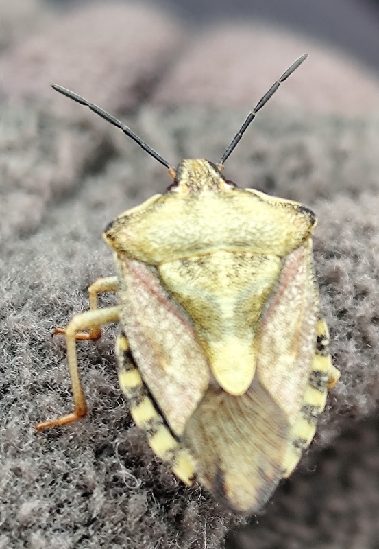 bzdocha rohatá ? Carpocoris fuscispinus