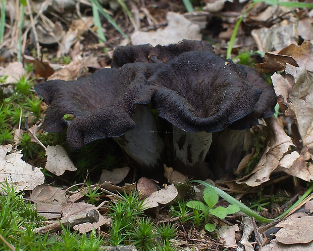 lievik trúbkovitý Craterellus cornucopioides (L.) Pers.