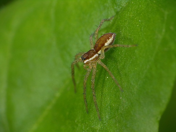 lovčík pobrežný Dolomedes fimbriatus