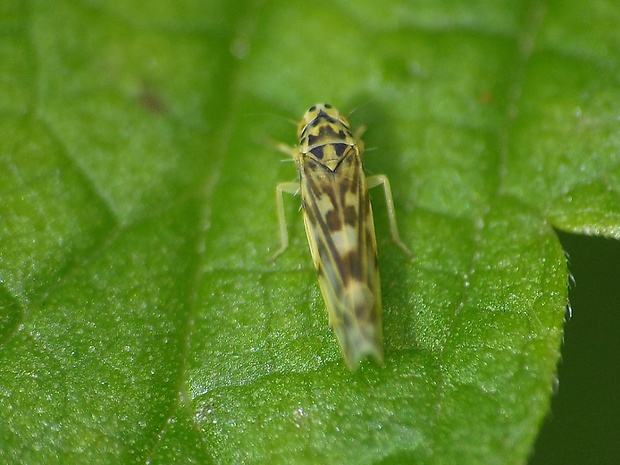 cikádočka Eupteryx cf. urticae